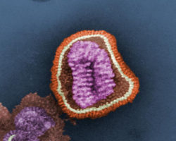 The influenza virus