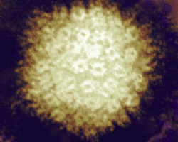 The varicella zoster virus